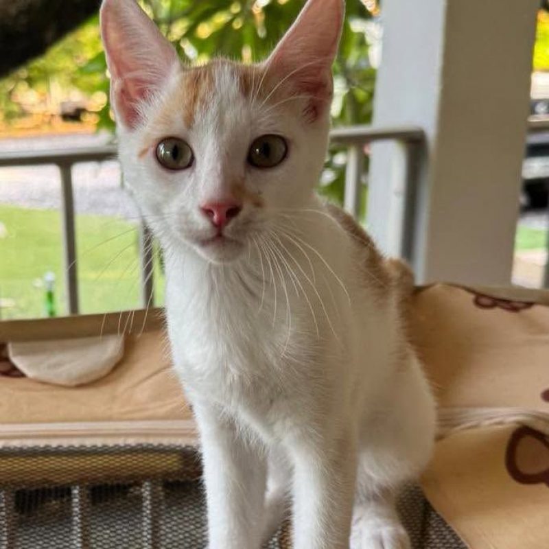 NOE - Chat Européen à adopter