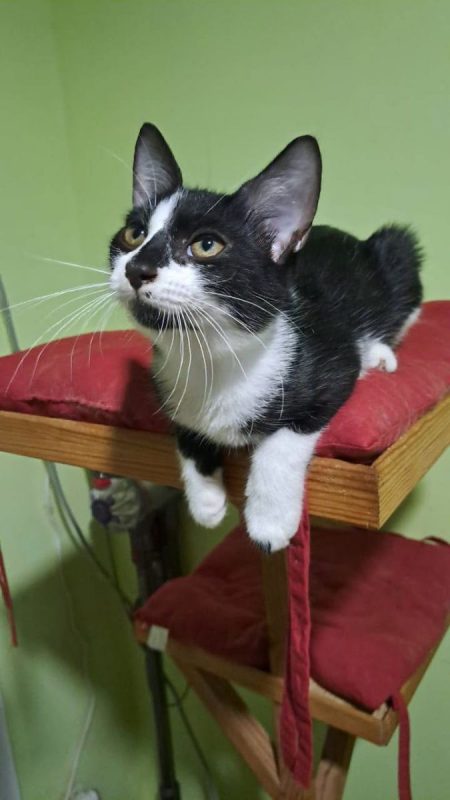BIANCA - Chat Européen à adopter - photo 7