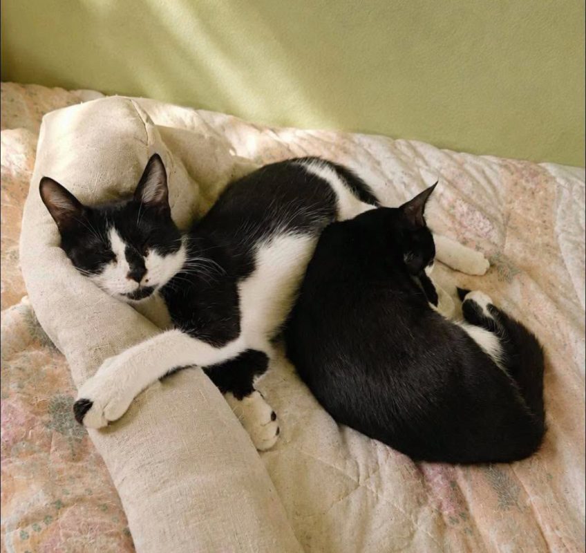 BIANCA - Chat Européen à adopter - photo 4