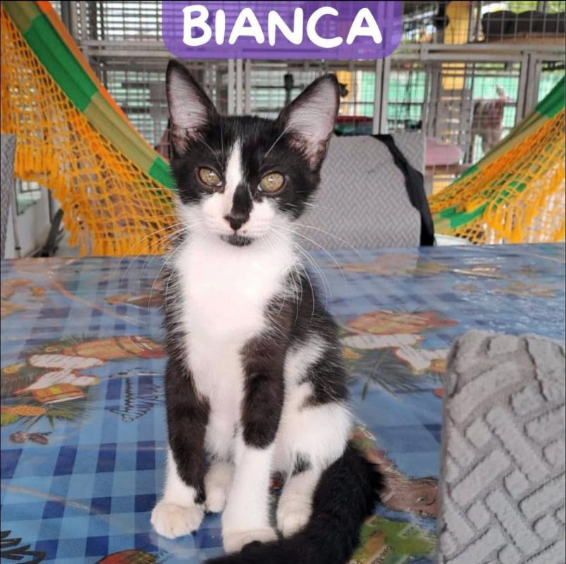 BIANCA - Chat Européen à adopter - photo 3