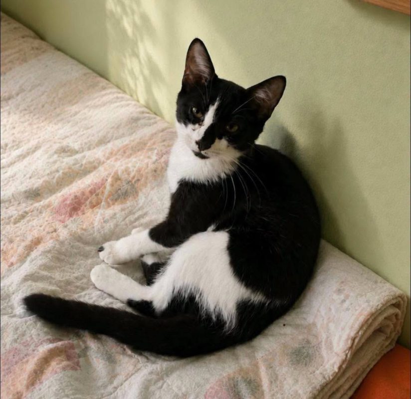 BIANCA - Chat Européen à adopter - photo 6