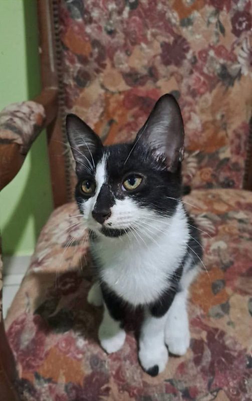 BIANCA - Chat Européen à adopter - photo 5