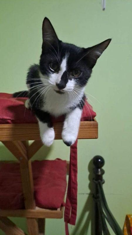 BIANCA - Chat Européen à adopter - photo 2