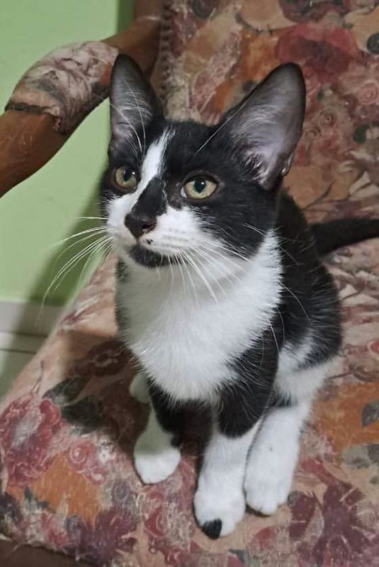BIANCA - Chat Européen à adopter
