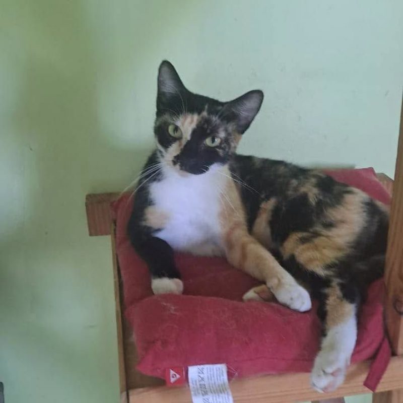 LYS - Chat Européen à adopter