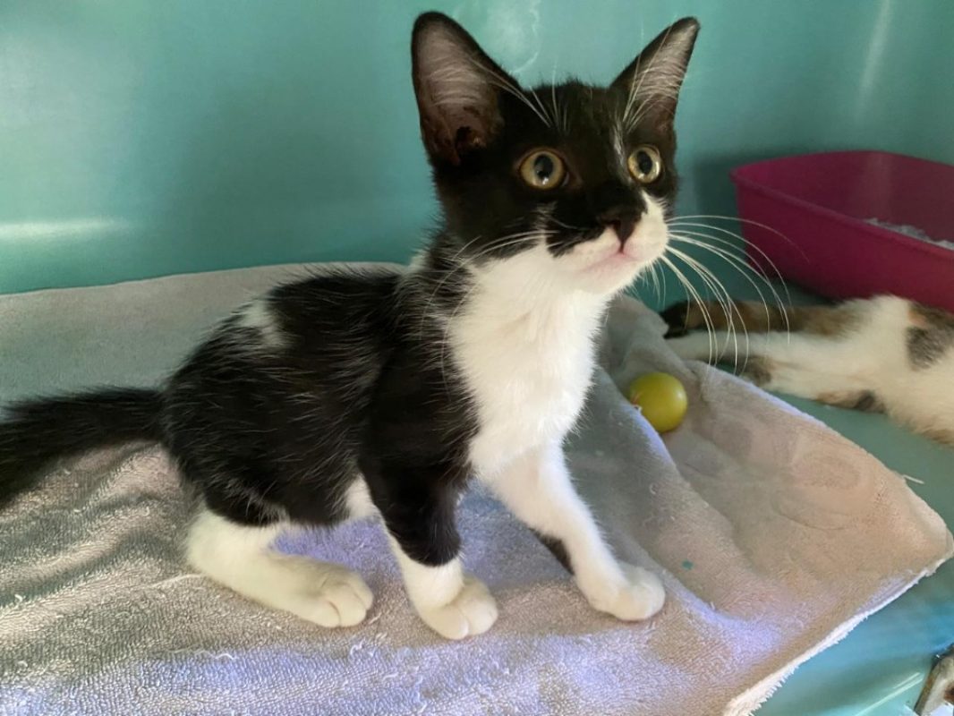 Quellin - Chat Européen à adopter