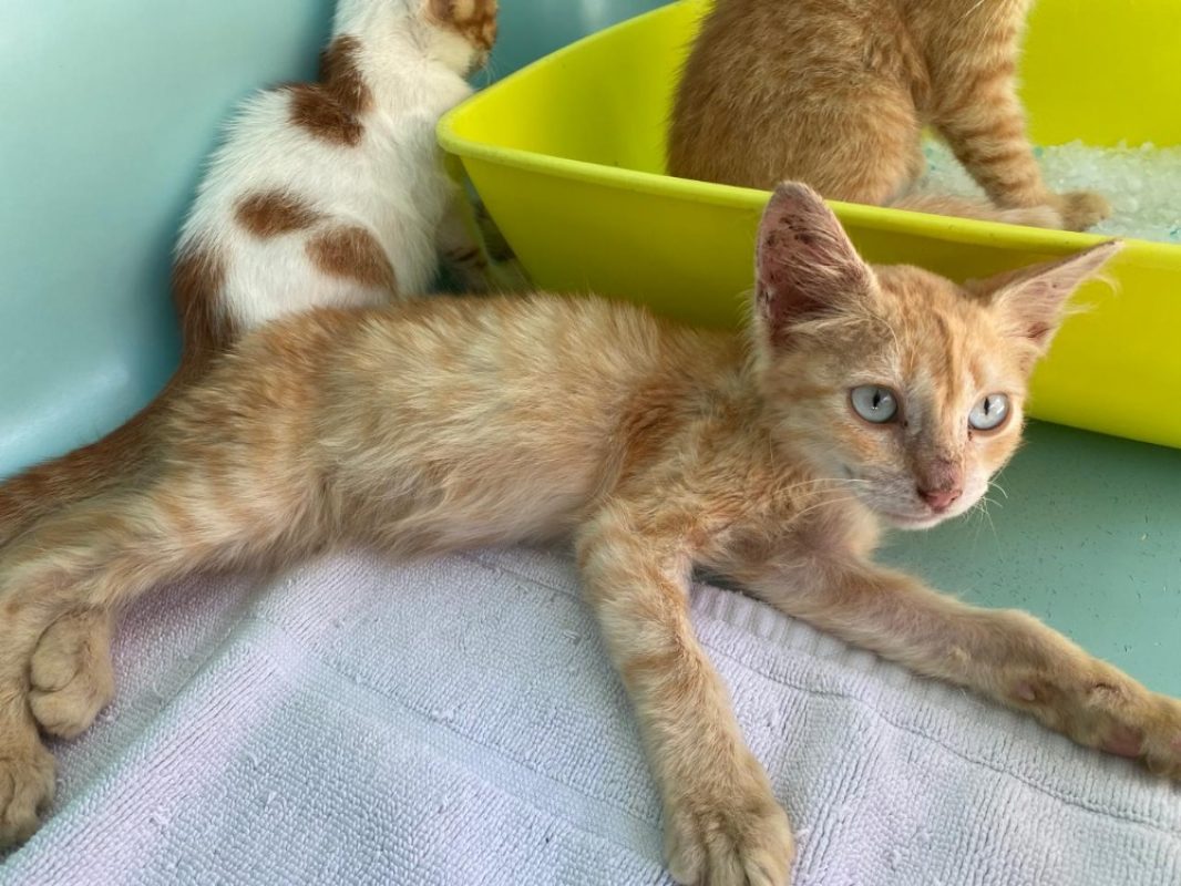 Qufu - Chat Européen à adopter