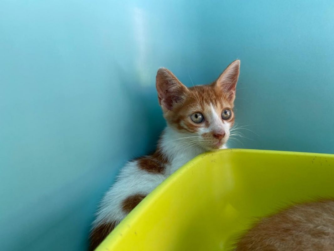 Qinghai - Chat Européen à adopter