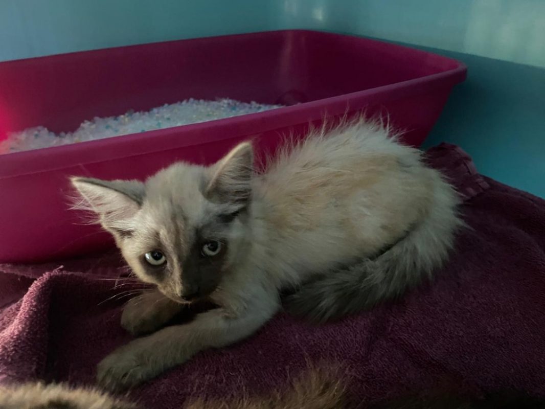 Qatar - Chat Européen à adopter