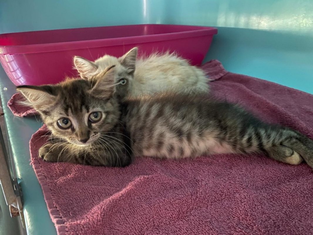 Quito - Chat Européen à adopter