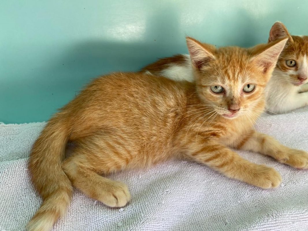 Quebec - Chat Européen à adopter