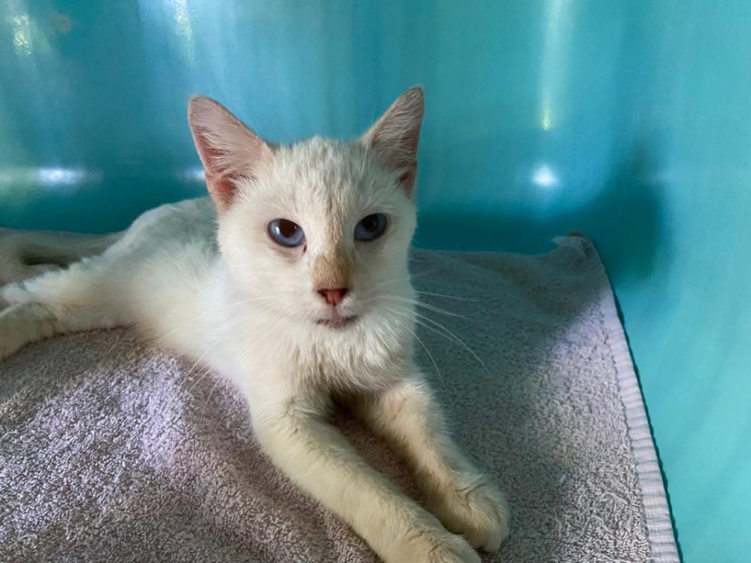 Veria - Chat Européen à adopter