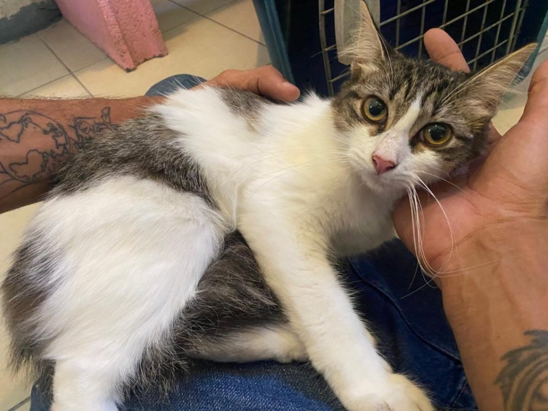 Varna - Chat Européen à adopter