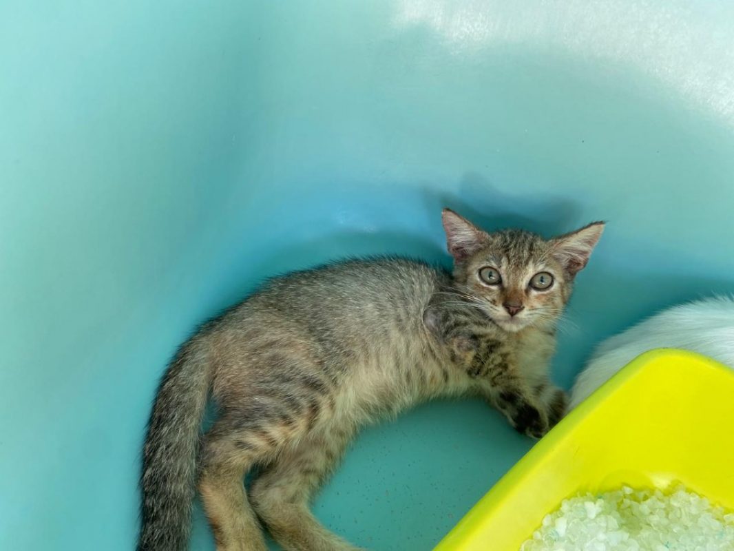 Vietnam - Chat Européen à adopter