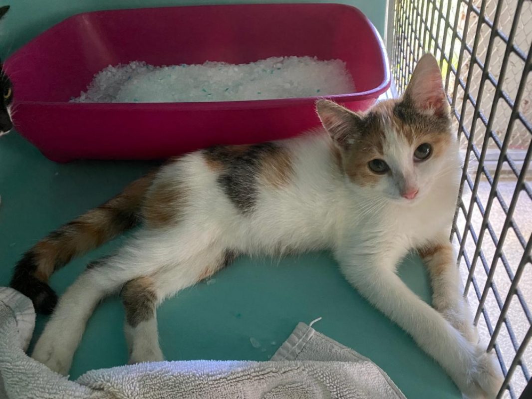 Venetie - Chat Européen à adopter