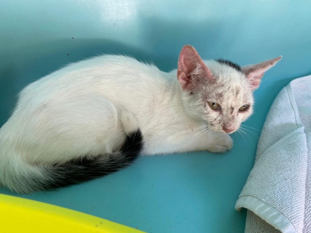 Vienne - Chat Européen à adopter