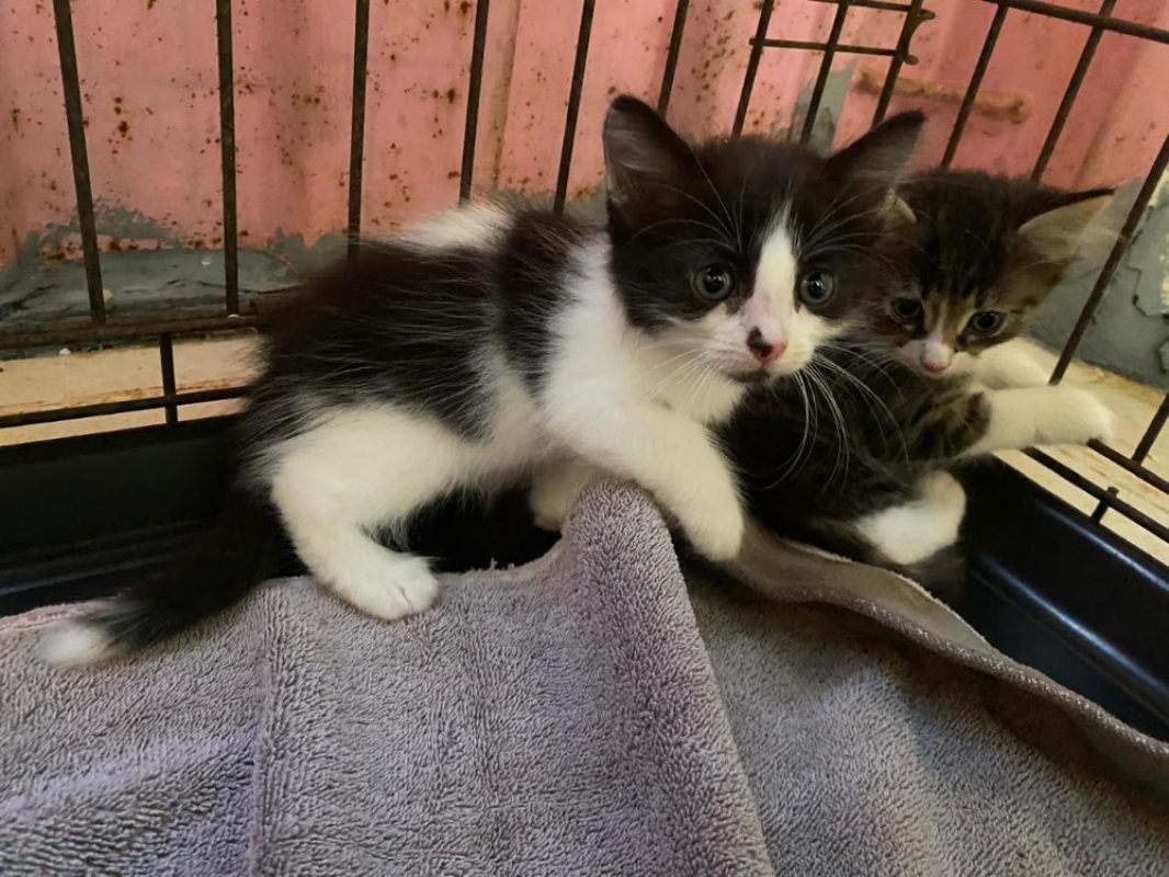 Veracruz - Chat Européen à adopter