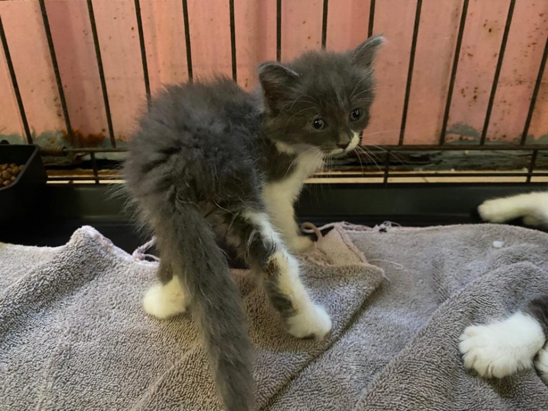 Venezuela - Chat Européen à adopter