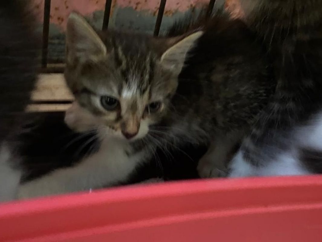 Valence - Chat Européen à adopter