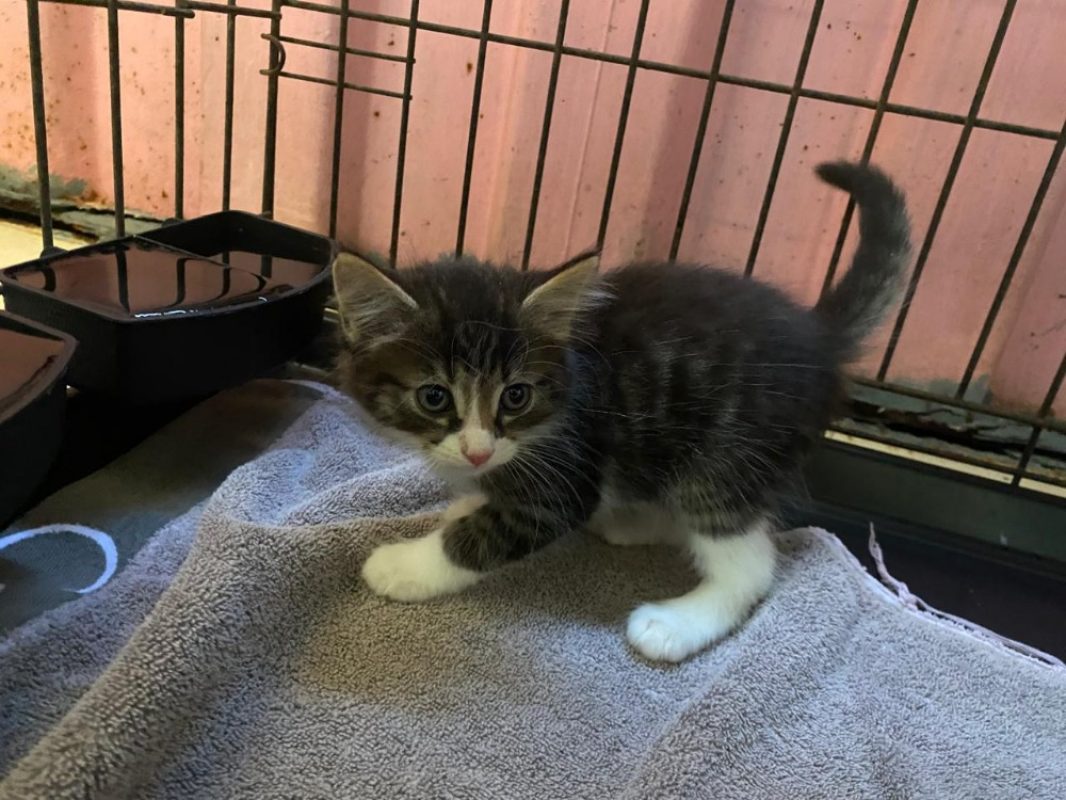Varsovie - Chat Européen à adopter