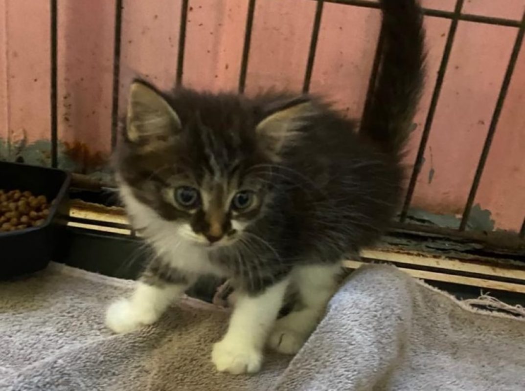 Verone - Chat Européen à adopter