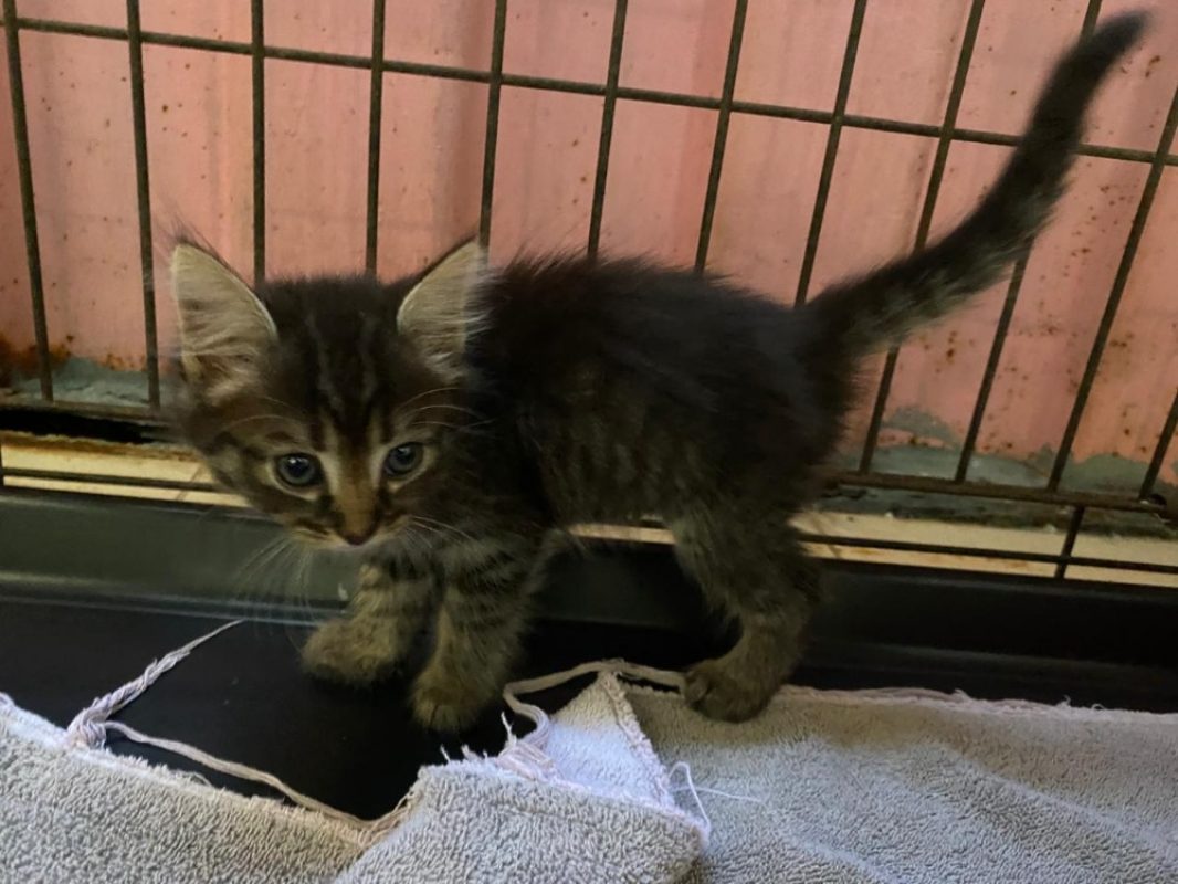Venise - Chat Européen à adopter