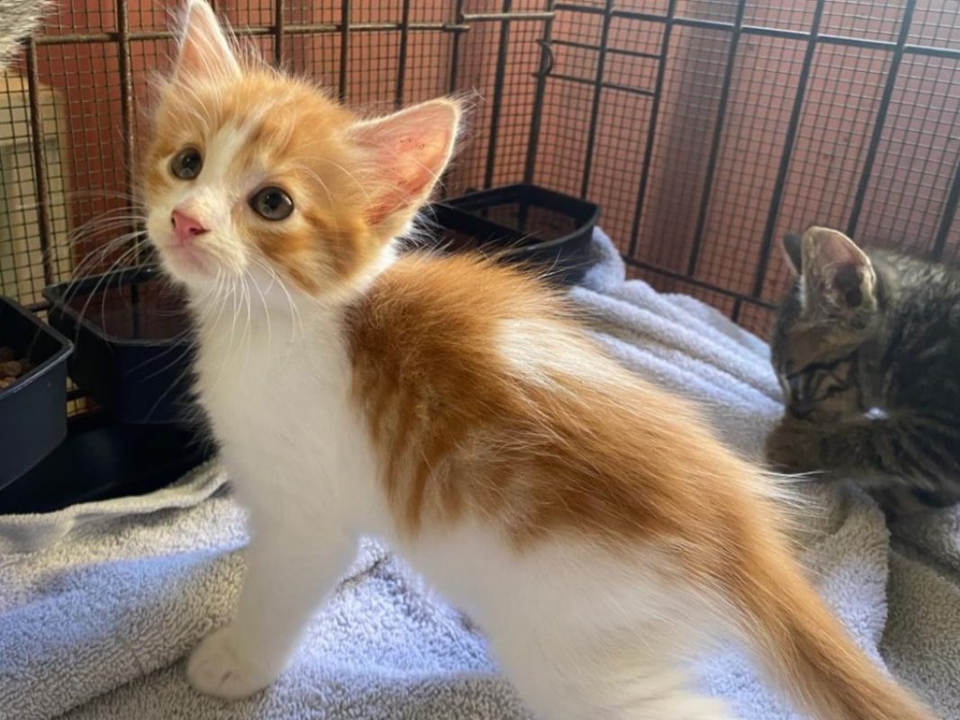 Ontario - Chat Européen à adopter
