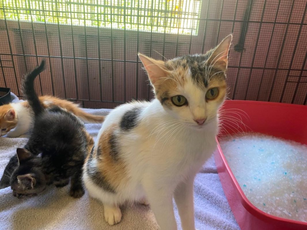 Otawa - Chat Européen à adopter