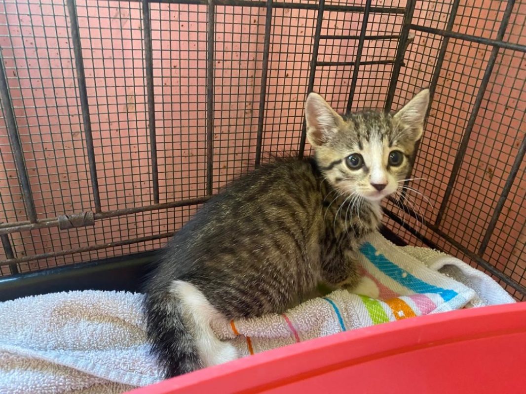 Ouganda - Chat Européen à adopter