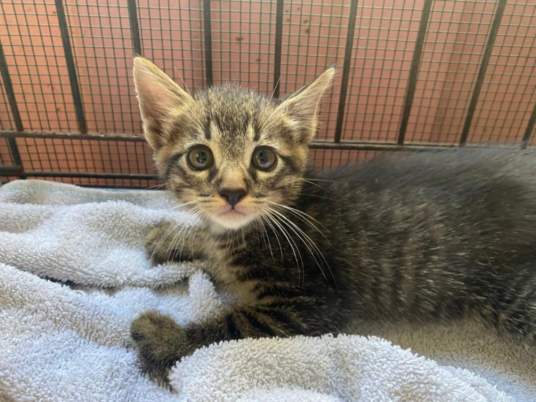 Okinawa - Chat Européen à adopter