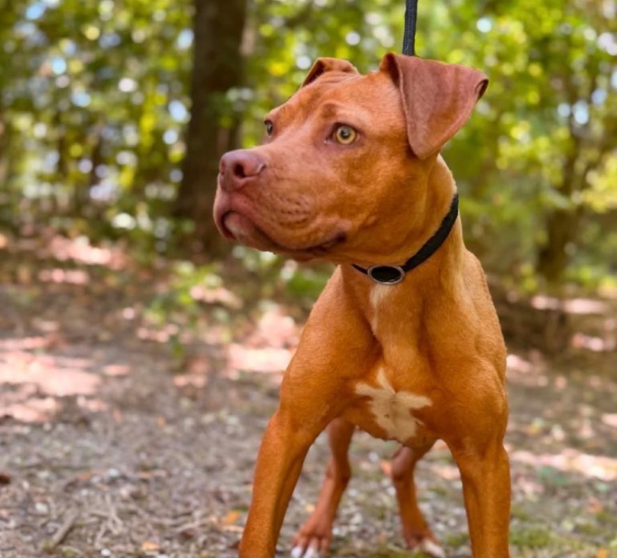 Boudreaux - Chien à adopter