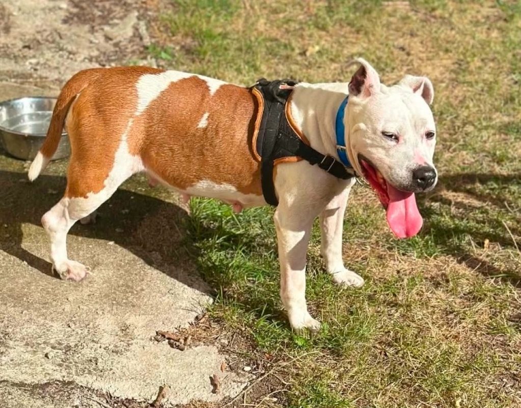 Jenna - Chien Staffordshire Bull Terrier à adopter - photo 3