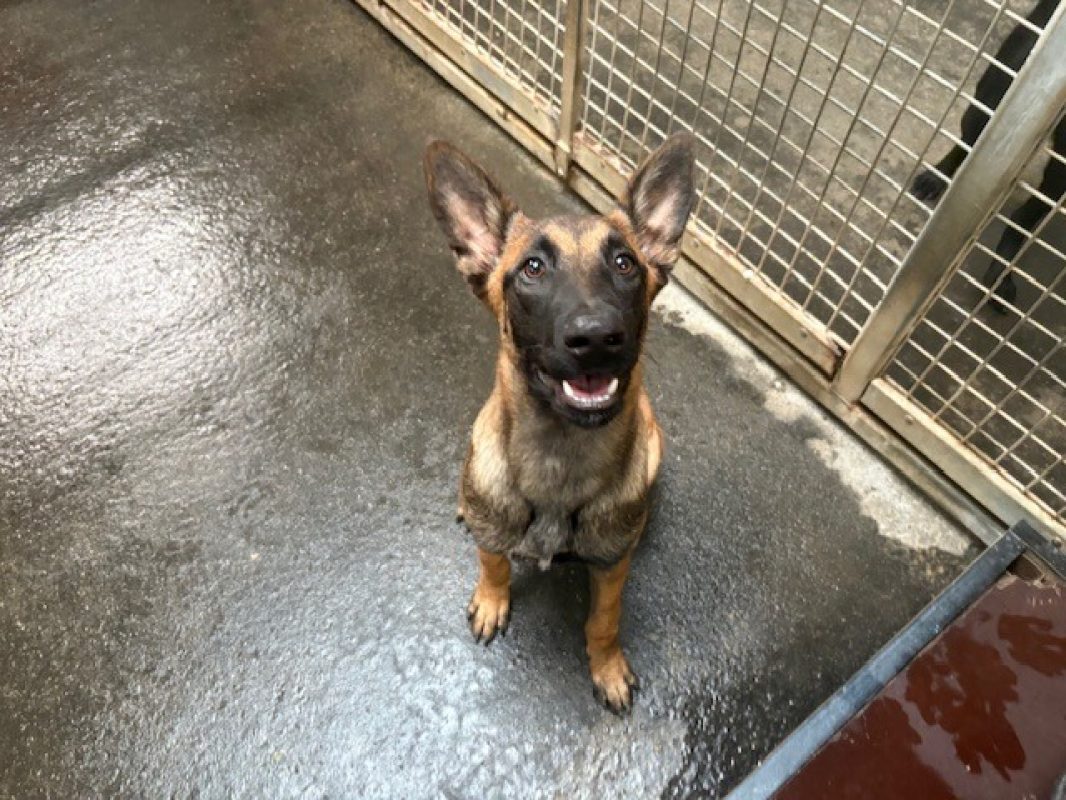 Mia - Chien Berger Belge Malinois à adopter