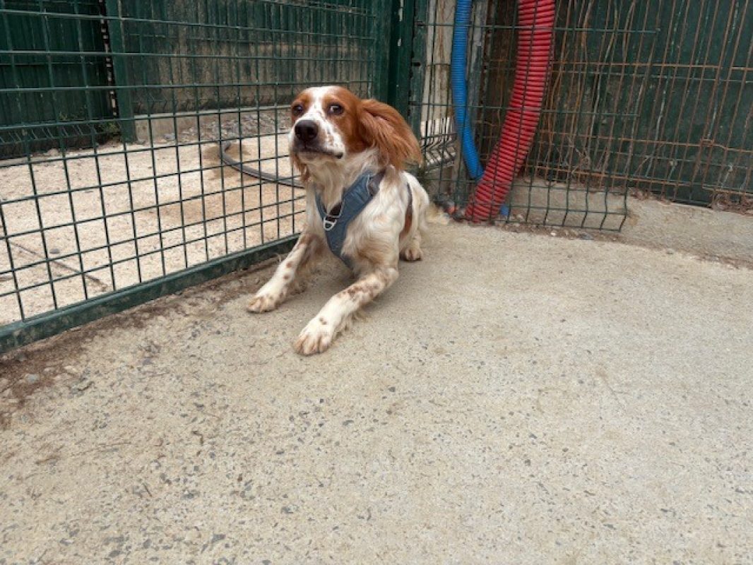 Kassio - Chien Setter Anglais à adopter