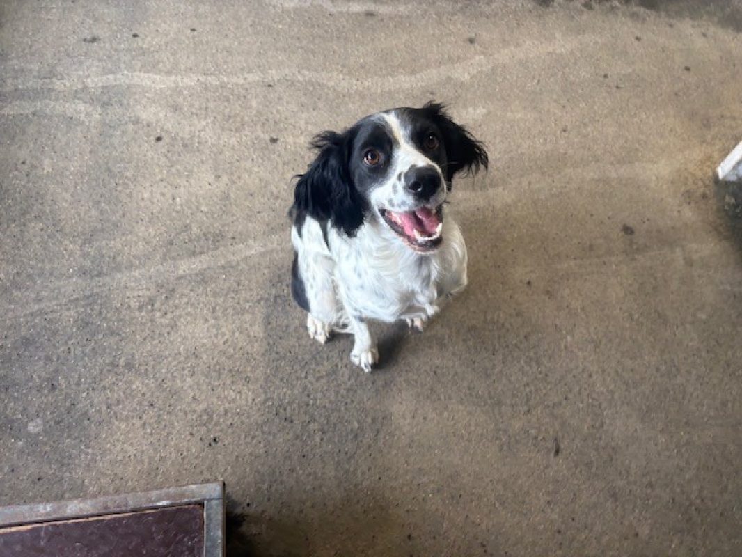 Jake - Chien Setter Anglais à adopter