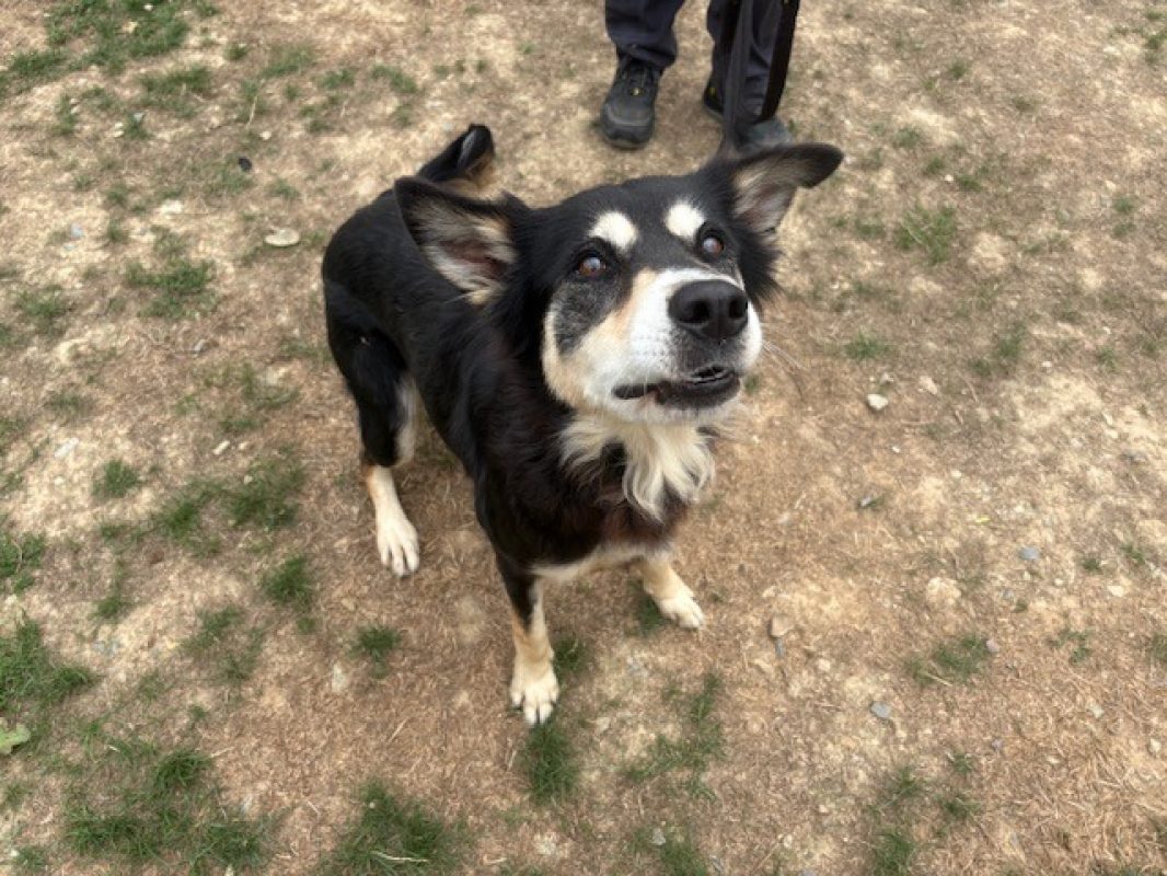 Laya - Chien Berger à adopter