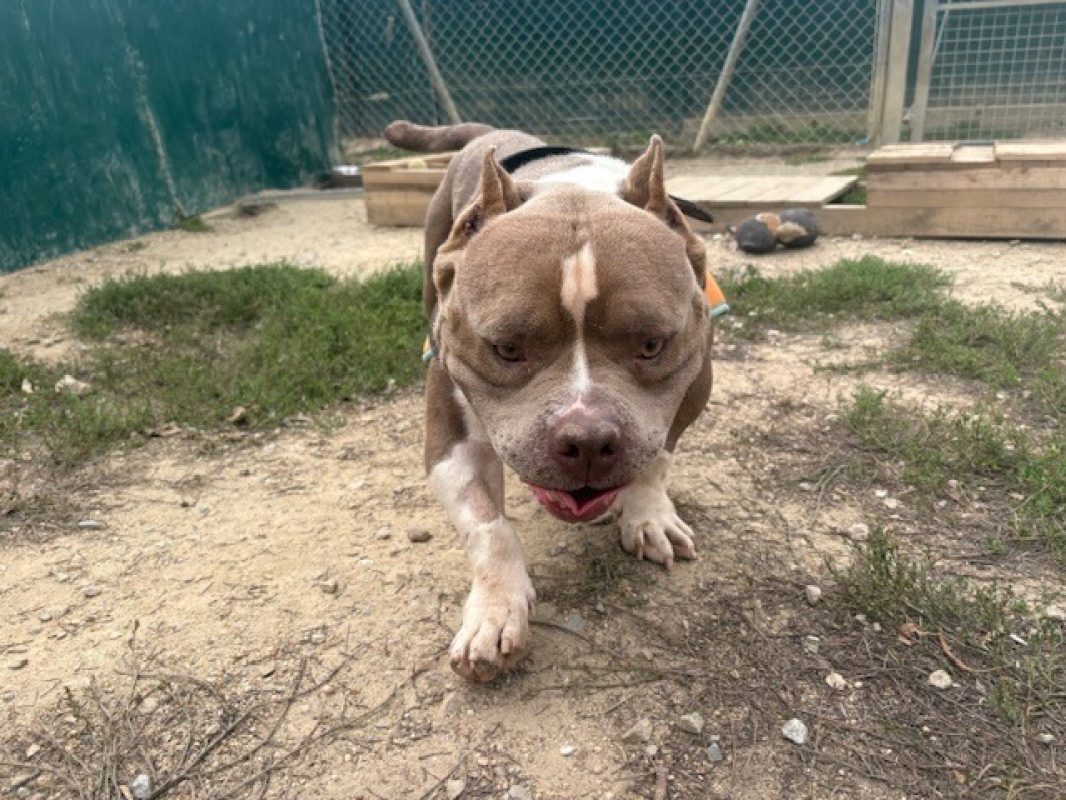 Rak'ennel - Chien American Bully à adopter