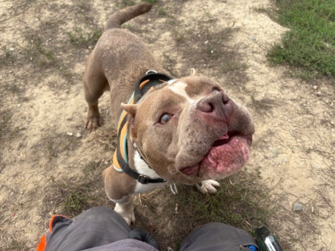 Rak'ennel - Chien American Bully à adopter - photo 2