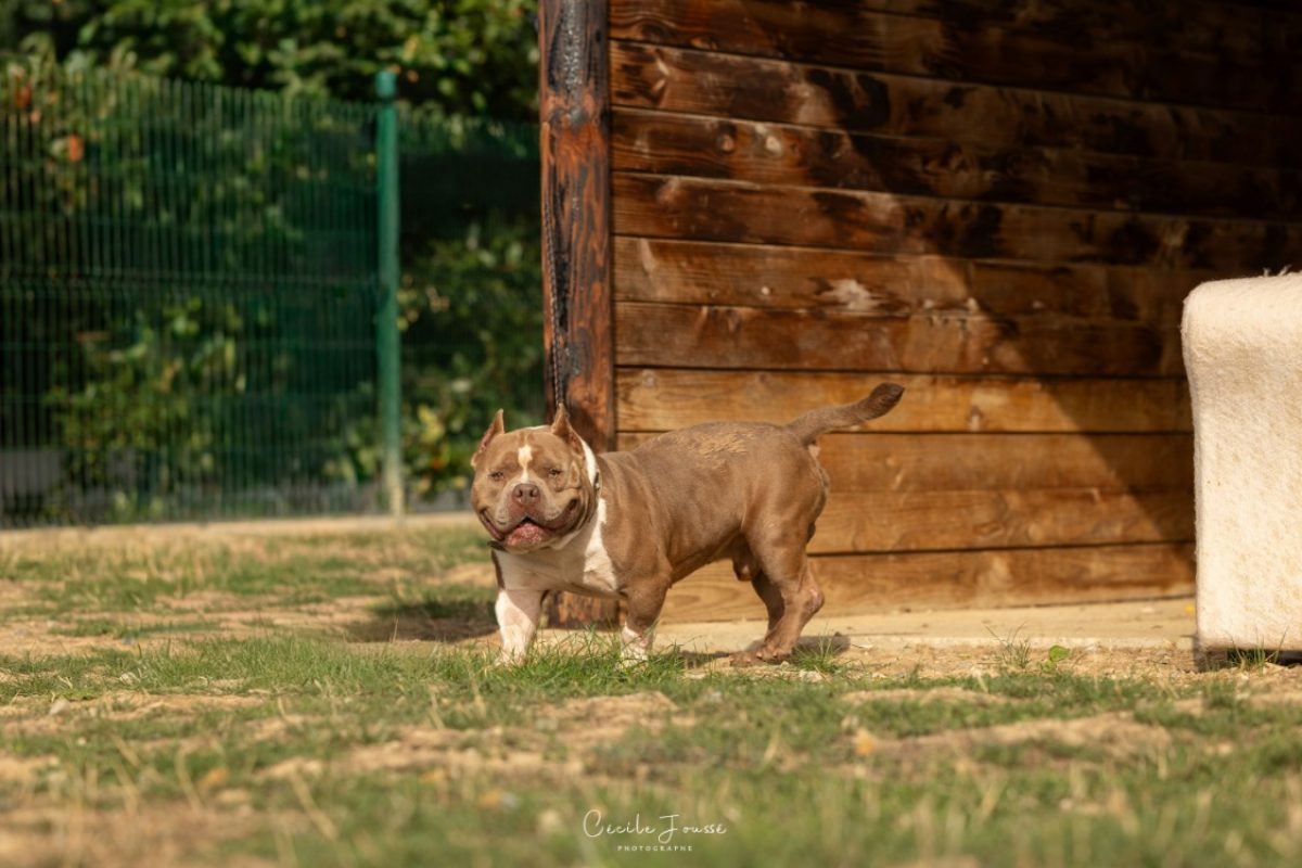 Rak'ennel - Chien American Bully à adopter