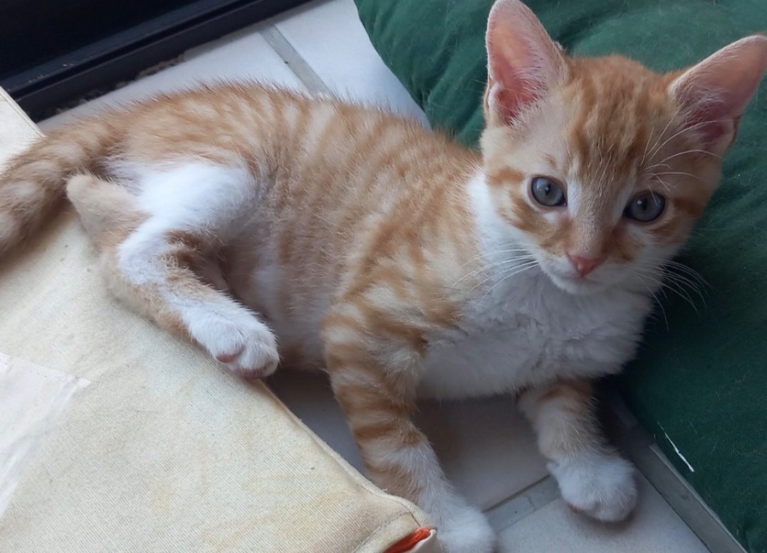 Mani - Chat Européen à adopter