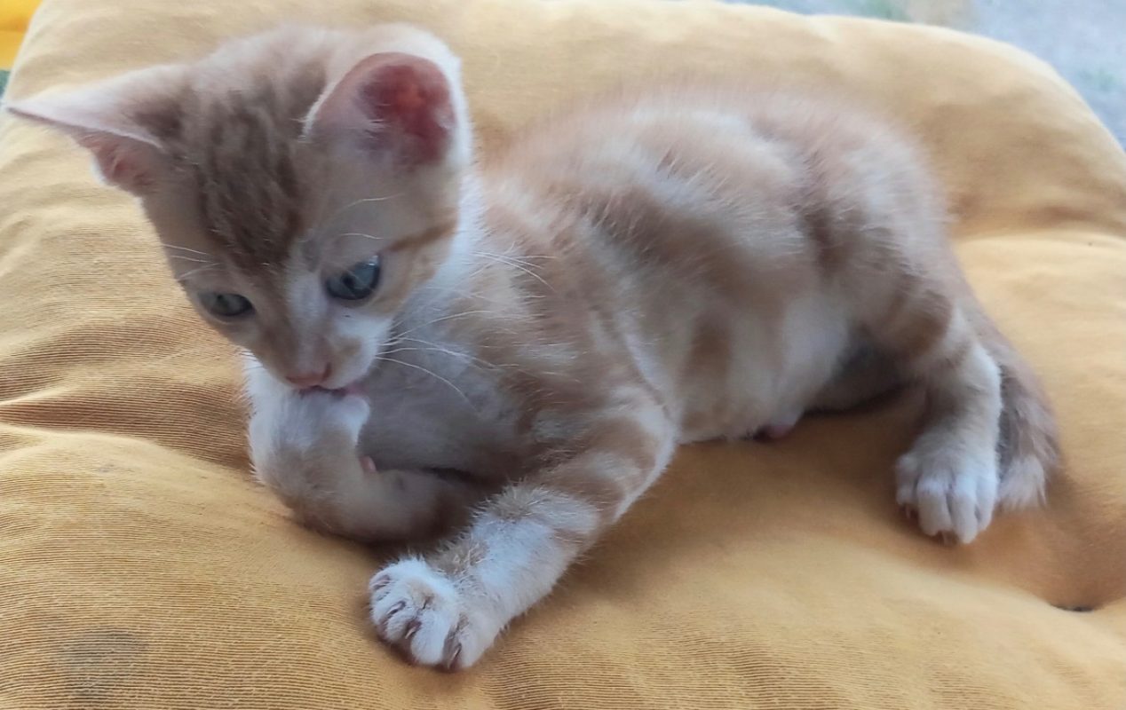 Eden - Chat Européen à adopter