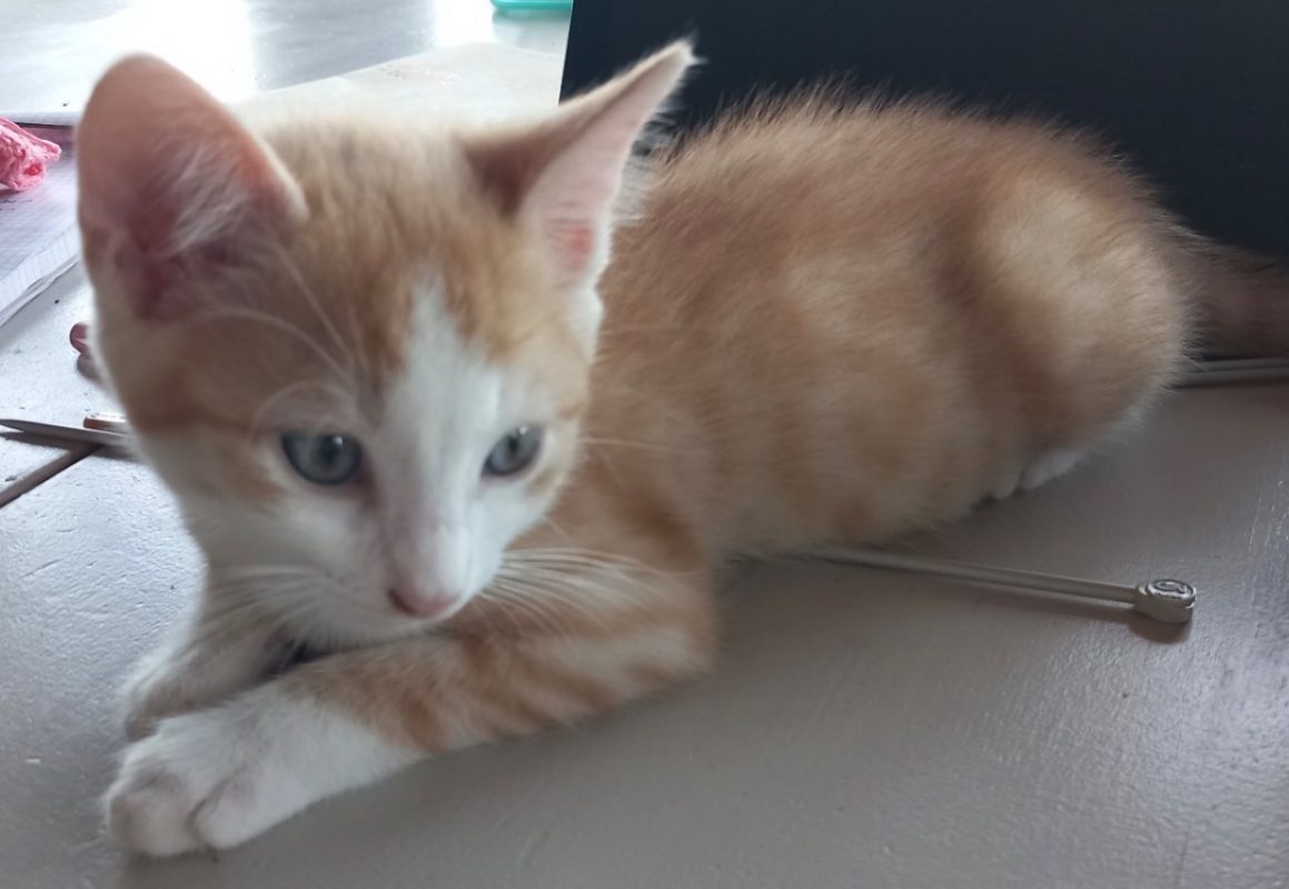 Rio - Chat Européen à adopter