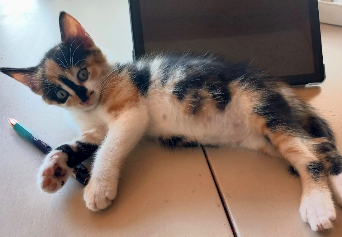 Naia - Chat Européen à adopter