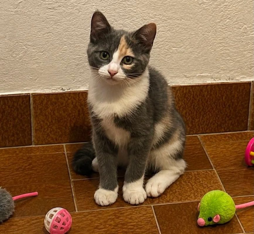 Zélinda - Chat Européen à adopter - photo 2