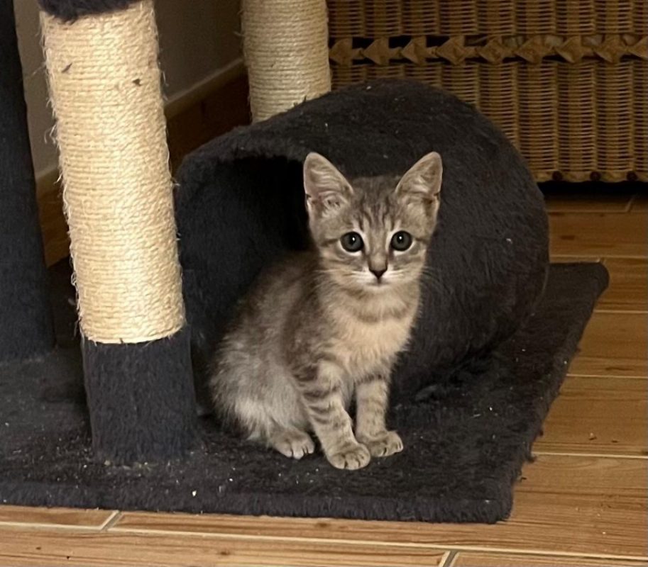 Bayae - Chat Européen à adopter
