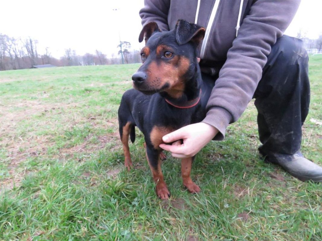 Kenchik - Chien à adopter
