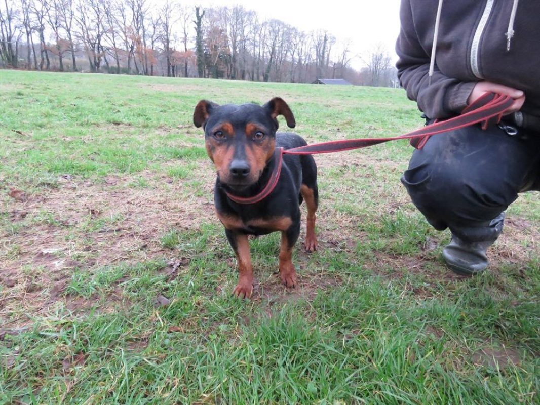 Kenchik - Chien à adopter - photo 2