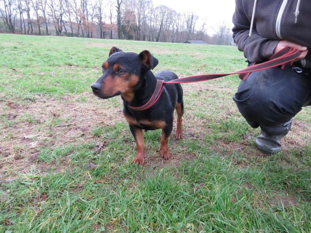Kenchik - Chien à adopter - photo 3