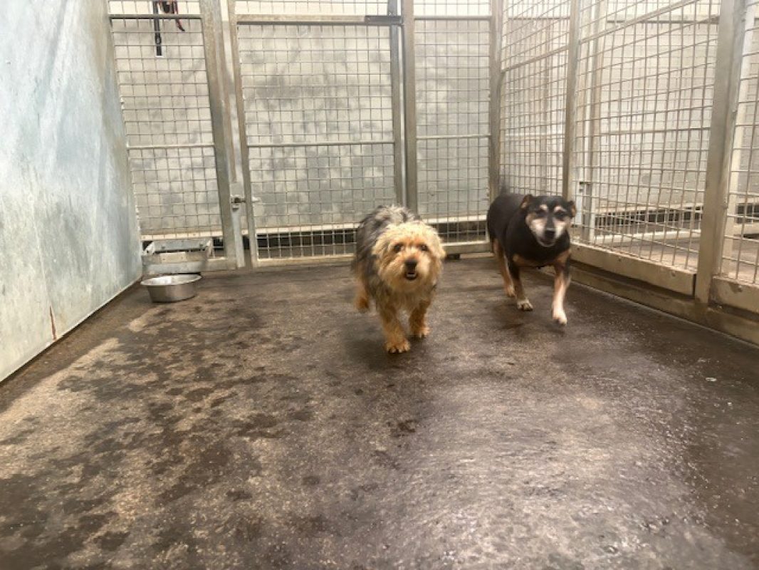 Zoryo - Chien Yorkshire Terrier à adopter