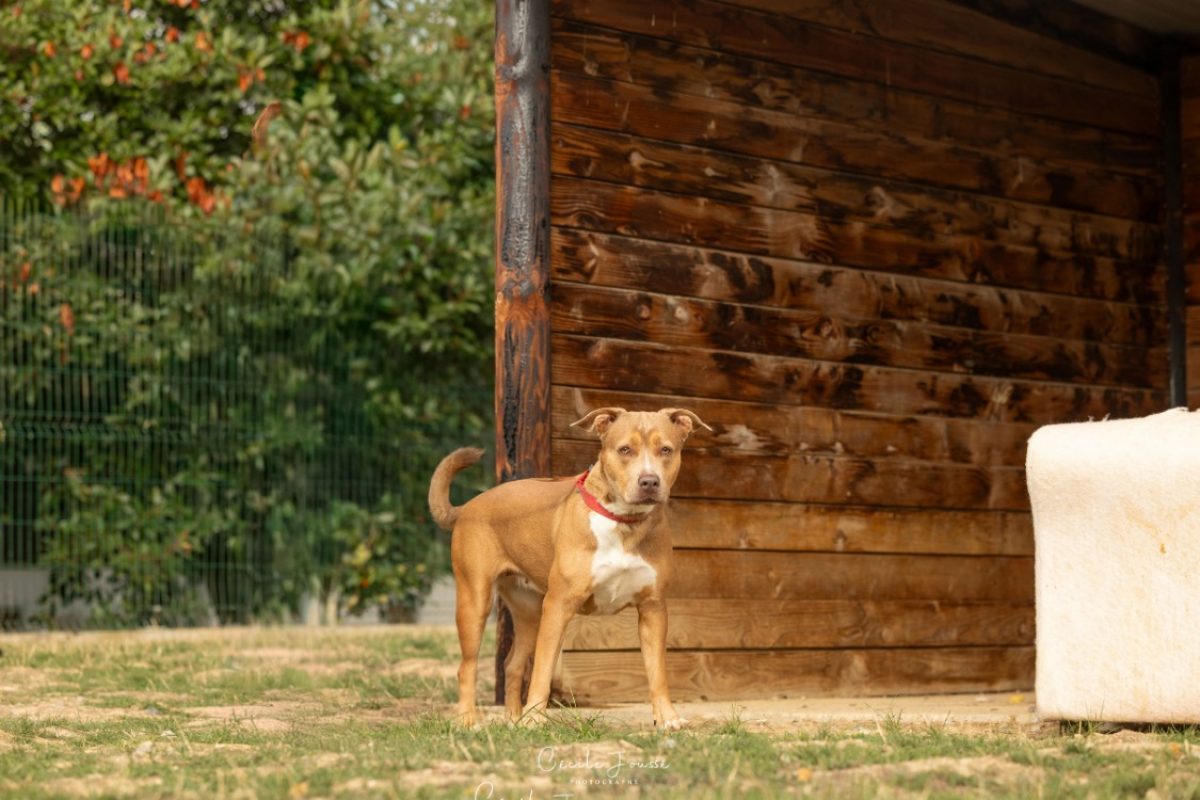 Butterfly - Chien Bouledogue Américain à adopter